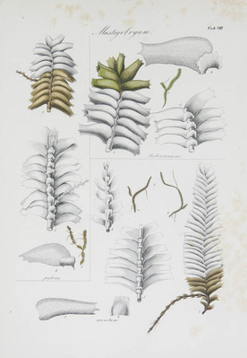 9746
<br/>
Monographia hepaticarum generis Plagiochilae
<br/>
<em></em>